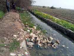Akibat Saluran Irigasi Banyak Sampah dan Rumput Serta Dangkal, Petani Gombang Jaya Mengeluh