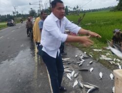 Kabag OPS Polres Aceh Timur Bantu Evakuasi Mobil Bermuatan Ikan Yang Terbalik.