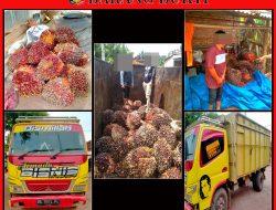 Polsek Blambangan Umpu Ringkus Diduga Pelaku Penipuan Tandan Buah Kelapa Sawit