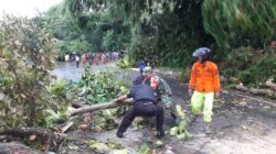 Berjibaku Ditengah Gerimis Hujan, Anggota Kodim 0601/Pandeglang Bantu Evakuasi Pohon Tumbang