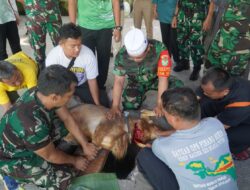 Korem 064/MY Rayakan Idul Adha 1444 H Dan Pemotongan Hewan Qurban   