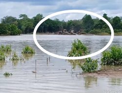 Warga Tagih Janji, Aparat dan Pemda Kapuas Hulu Siap Tindak PETI