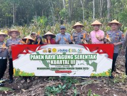 Polsek Blambangan Umpu Panen Jagung Serentak Kuartal III di Tanjung Mas