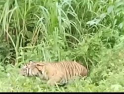 Harimau Liar Berkeliaran Sepekan di Sijudo — Warga Ketakutan, Pemerintah Belum Hadir, Keuchik: “Jangan Tunggu Ada Korban!”