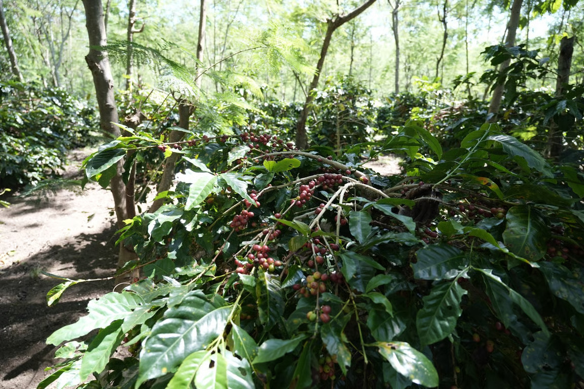 Holding Perkebunan Nusantara Dorong Kinerja Kopi PalmCo Tetap Solid di Tengah Tekanan Cuaca