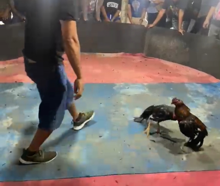 Diduga Terima Setoran dari Bandar Judi Sabung Ayam, Kapolda Sumut Diminta Copot Kapolsek Kutalimbaru