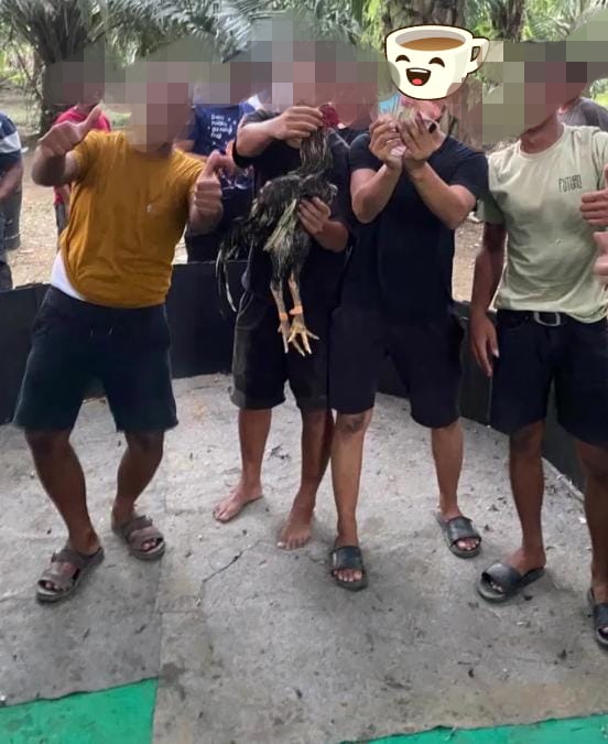 Diduga Kapolsek Pante labu dapat setoran dari judi sabung ayam “Sis Bengkel&Heri”,Diminta Kepada Kapolres dan Kapolda tangkap dan Copot Kapolsek Pante labu