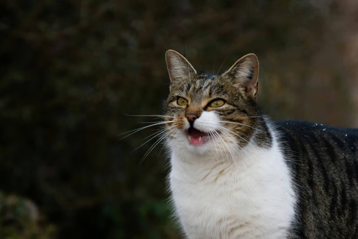 Mengenal Berbagai Suara Kucing dan Maknanya